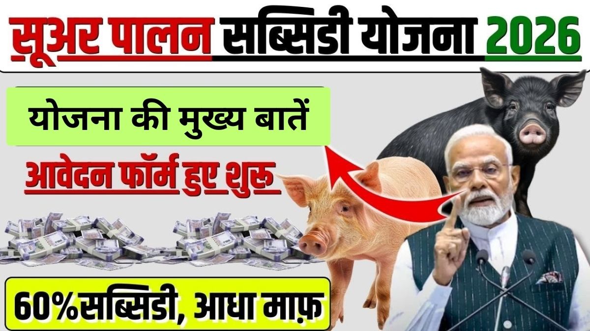 Pig Farming Loan Kaise Le 2026: सूअर पालन के लिए लोन कैसे लें, पात्रता, लाभ और आवेदन प्रक्रिया
